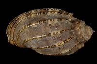 藏品(長楊桃螺)的圖片